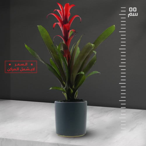 جزمانيا احمر