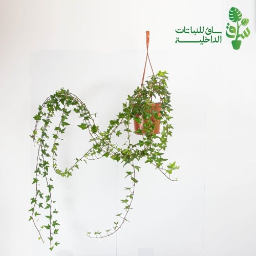 هيدرا كبيرة