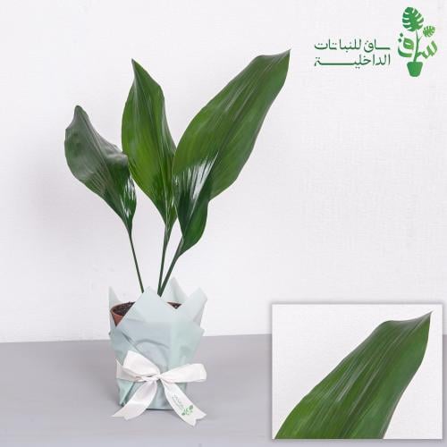 اسبيدسترا