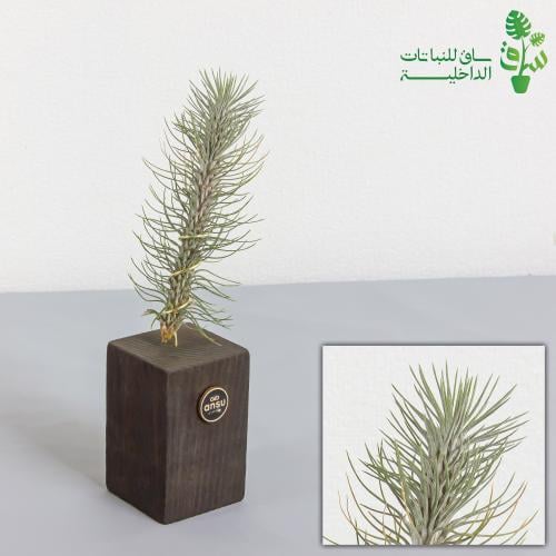 نبتة تيلاندسيا هوائية (بدون تربة وبدون ري)