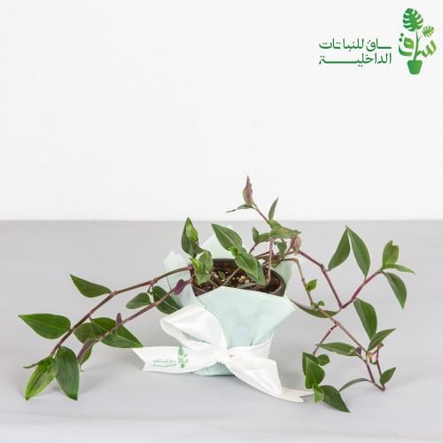 المكحلة صغيرة