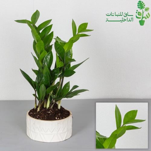 زاميا مجهزة بمركن بنقش نجدي