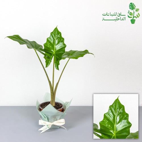 الوكاسيا اذن الفيل