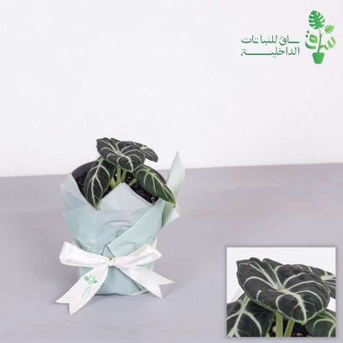 الوكاسيا نينجا alocasia ninja