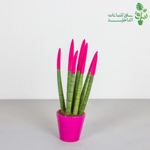 اقلام صبار ملون مجهزة بمركن سيراميك