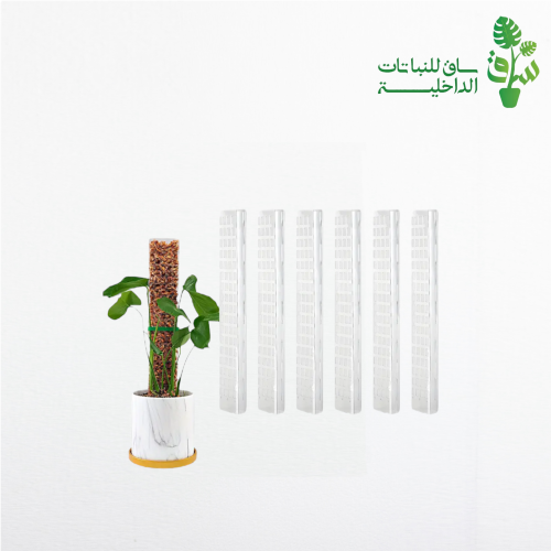 عامود تجذير