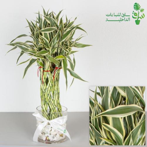 ساق البامبو مجدولة مبرقشة بمركن زجاجي مع ربطة فيون...
