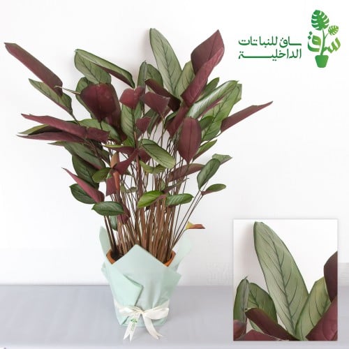 كلاثيا سيتوسا كبيرة جدا