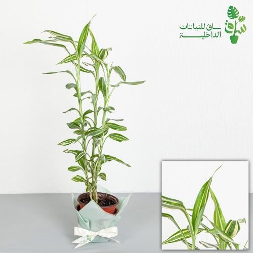 دراسينا سندريانا