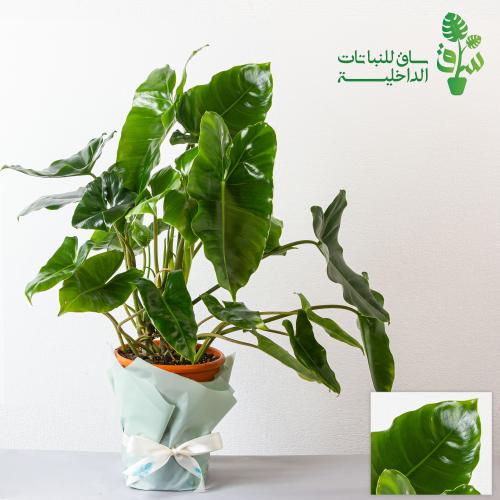 فيلوديندرون بيرلمارك