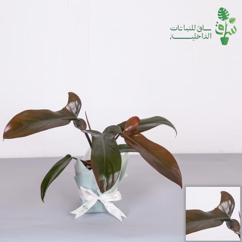 فيلوديندرون فلوريدا برونزي Philodendron Florida Br...