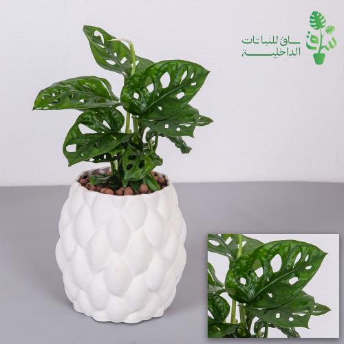 مونستيرا مونكي ليف مجهزة بمركن بتصميم انيق وكرات ا...