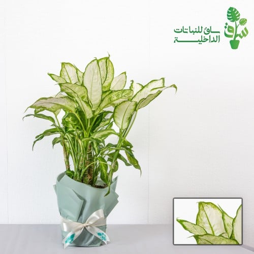 ديفنباخيا كاميلا