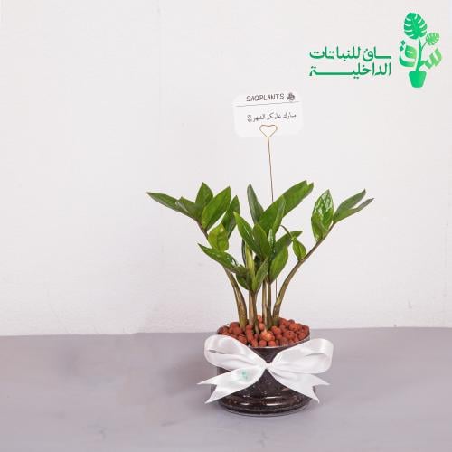 زاميا بمركن زجاجي بقاعدة واسعة وربطة فيونكة