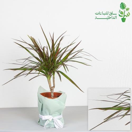 دراسينا مارجيناتا حمراء