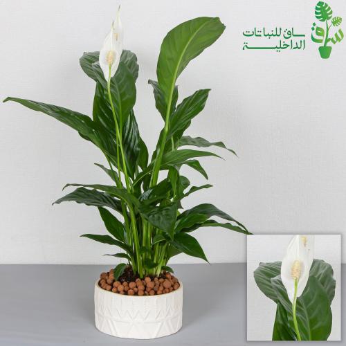 الاشرعة البيضاء مجهزة بمركن بنقش نجدي