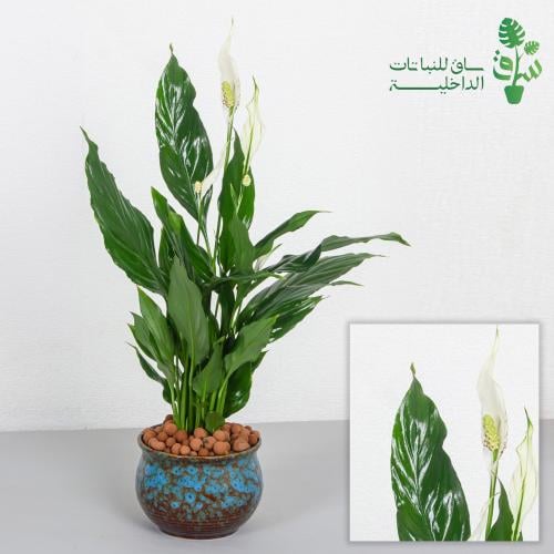 الاشرعة البيضاء مجهزة بمركن بتصميم كلاسيكي