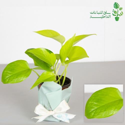 بوتس نيون صغيرة