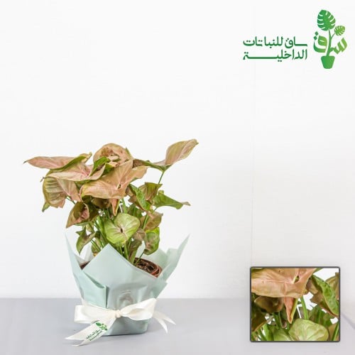 سنجونيوم وردية كبيرة