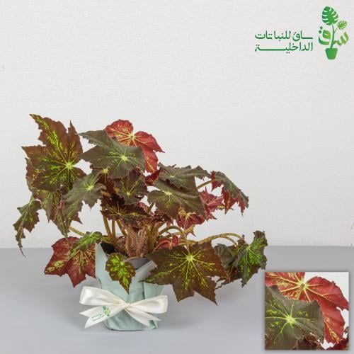 بيقونيا هيراكليفوليا