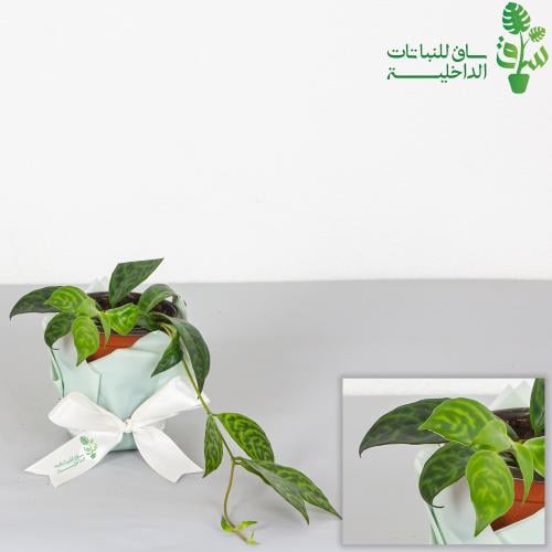 باقودا سوداء صغيرة