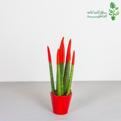 اقلام صبار ملون مجهزة بمركن سيراميك