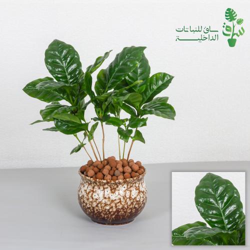 نبتة القهوة مجهزة بمركن بتصميم كلاسيكي