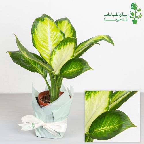 ديفنباخيا كاميلا