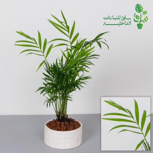 شامدوريا مجهزة بمركن بنقش نجدي