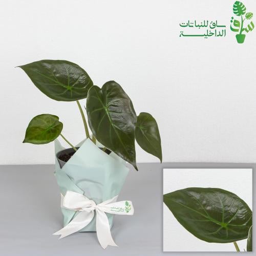 الوكاسيا وينتي Alocasia Wentii