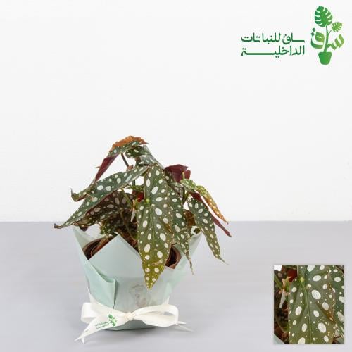 بيقونيا كبيرة