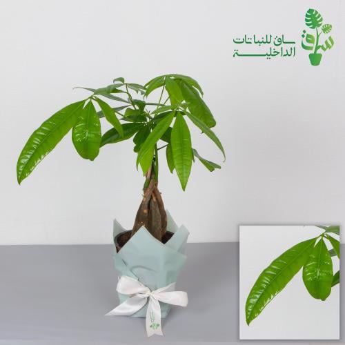 باشيرا مجدولة