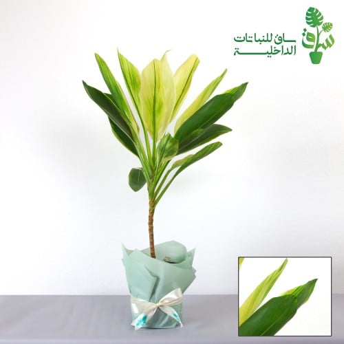 كوردي لاين كونجا الجديدة