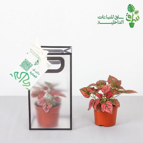 توزيعات بالحبة