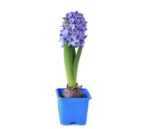بصيلة هايسنث ازرق (بنفسجي)