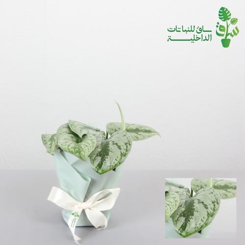 سكندابسس بكتس تريبي بوتس