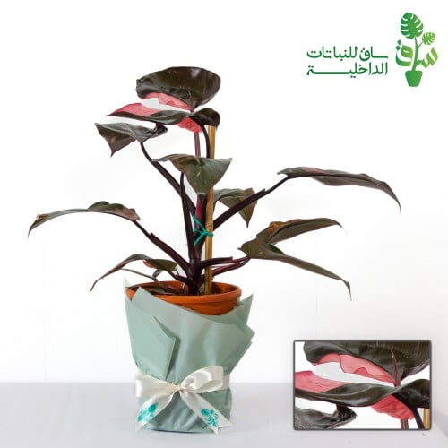 فيلوديندرون الاميرة الوردية