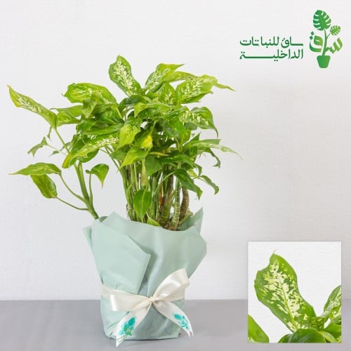 ديفنباخيا كومباكتا