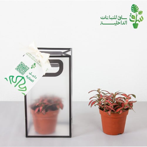 توزيعات 12 حبة