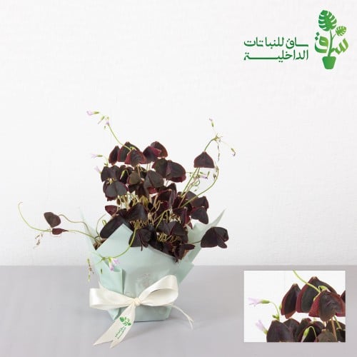 الفراشة (اوكساليس)شامروكس ارجواني Oxalis