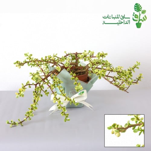 صبار دمعة الطفل مبرقش