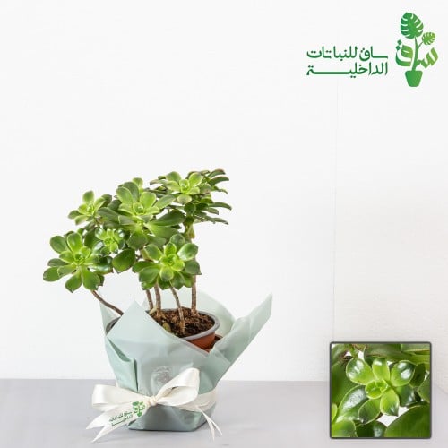 صبار ايونيوم