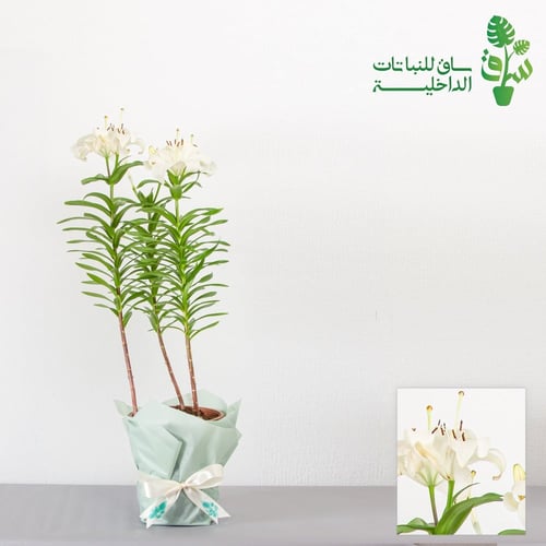 ليليوم (اصفر-وردي-ابيض)