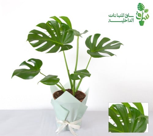 مونستيرا كبيرة ٣ نباتات في مركن واحد