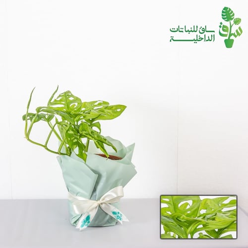 مونستيرا مونكي ليف