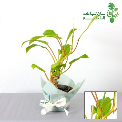 فيلوديندرون نيون