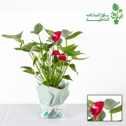 انتوريوم فوشي