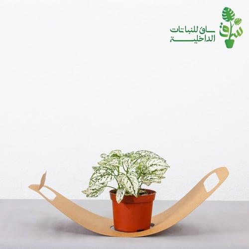 توزيعات 12 حبة