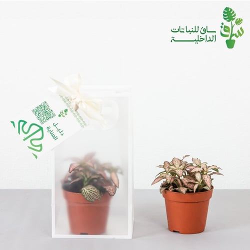 توزيعات 6 حبات