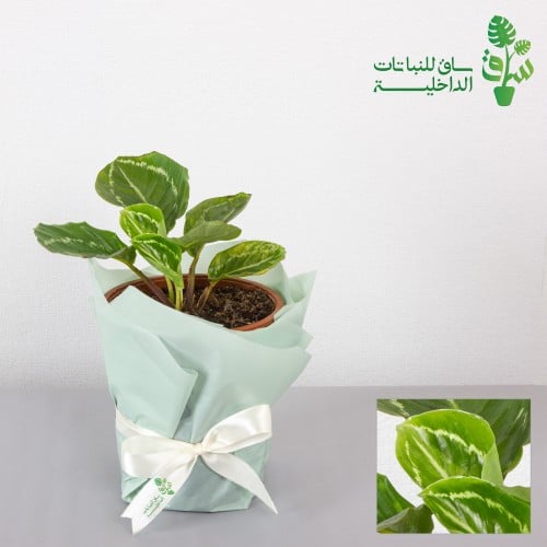 كلاثيا وايت رود (الطريق الابيض)